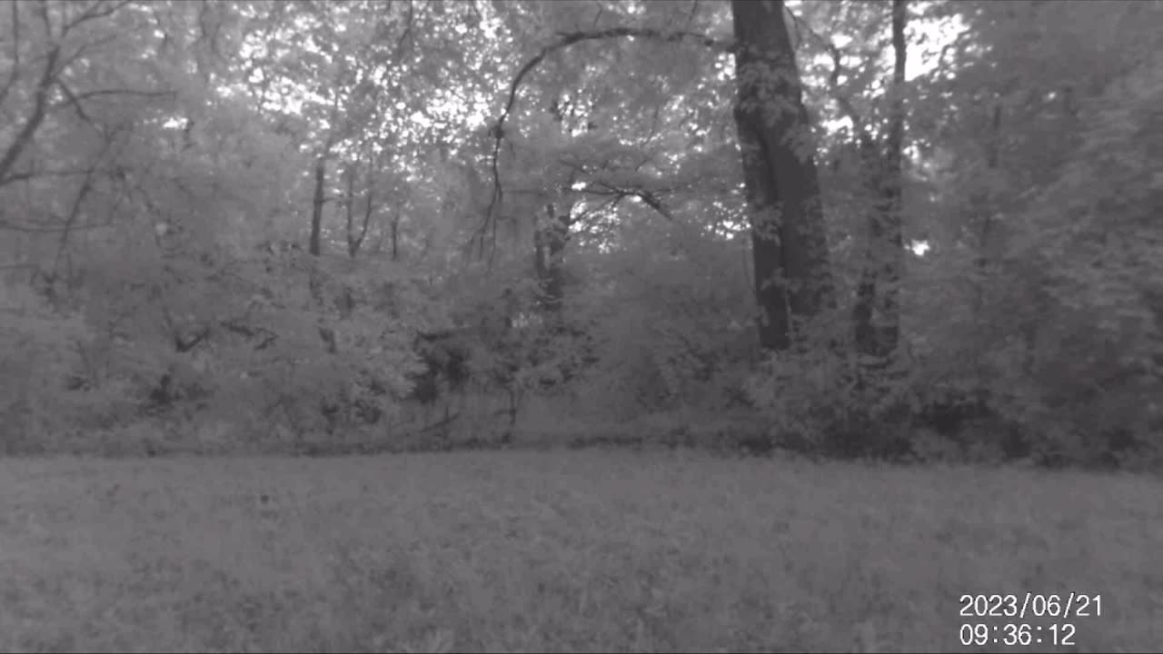 Jack's Trail Camera -- Episode 69 #shorts