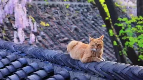 The lovely cat is enjoying sunbathing