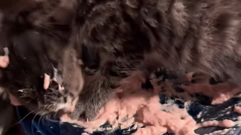 Adorable Kittens Eating: A Hilarious Compilation!