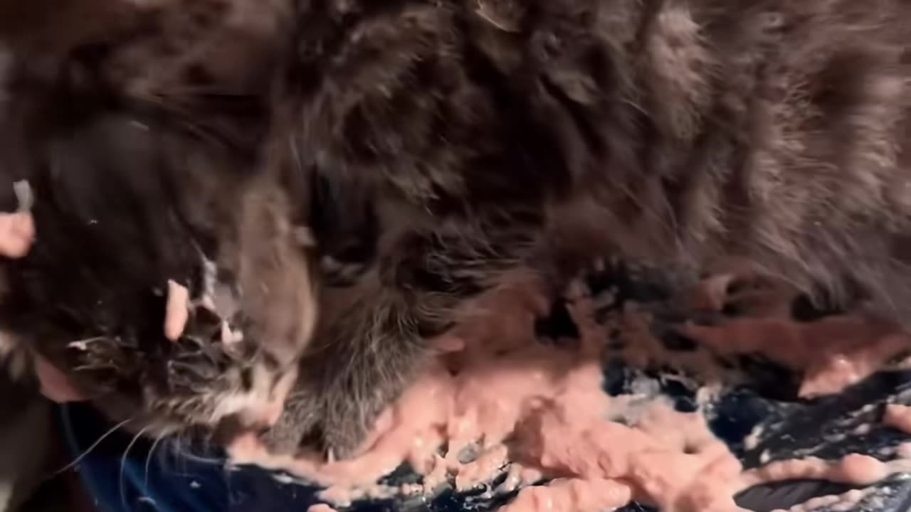 Adorable Kittens Eating: A Hilarious Compilation!