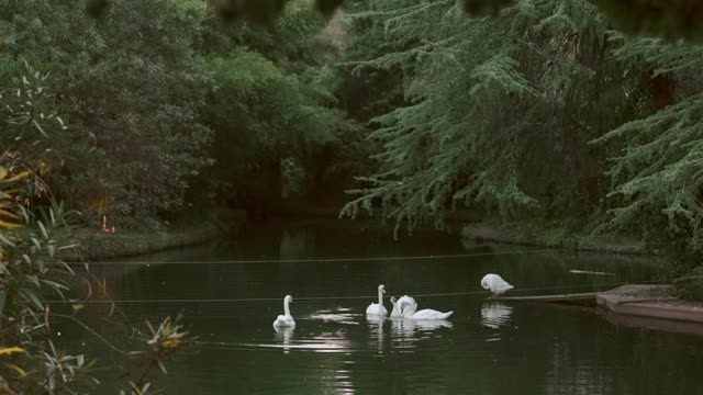 extreme-long-shot-of-swans-in-a-pond