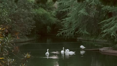 extreme-long-shot-of-swans-in-a-pond