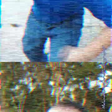 Glitchy Phoenix Horror Short Film