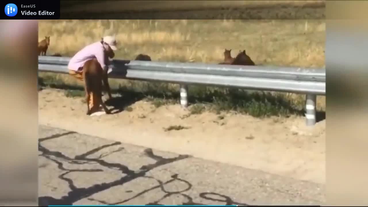 baby horse ask help from the man to be reunite with mother.mp4