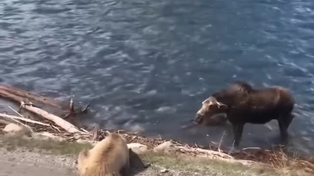 Bear versus Moose