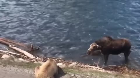 Bear versus Moose