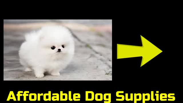cute small dog