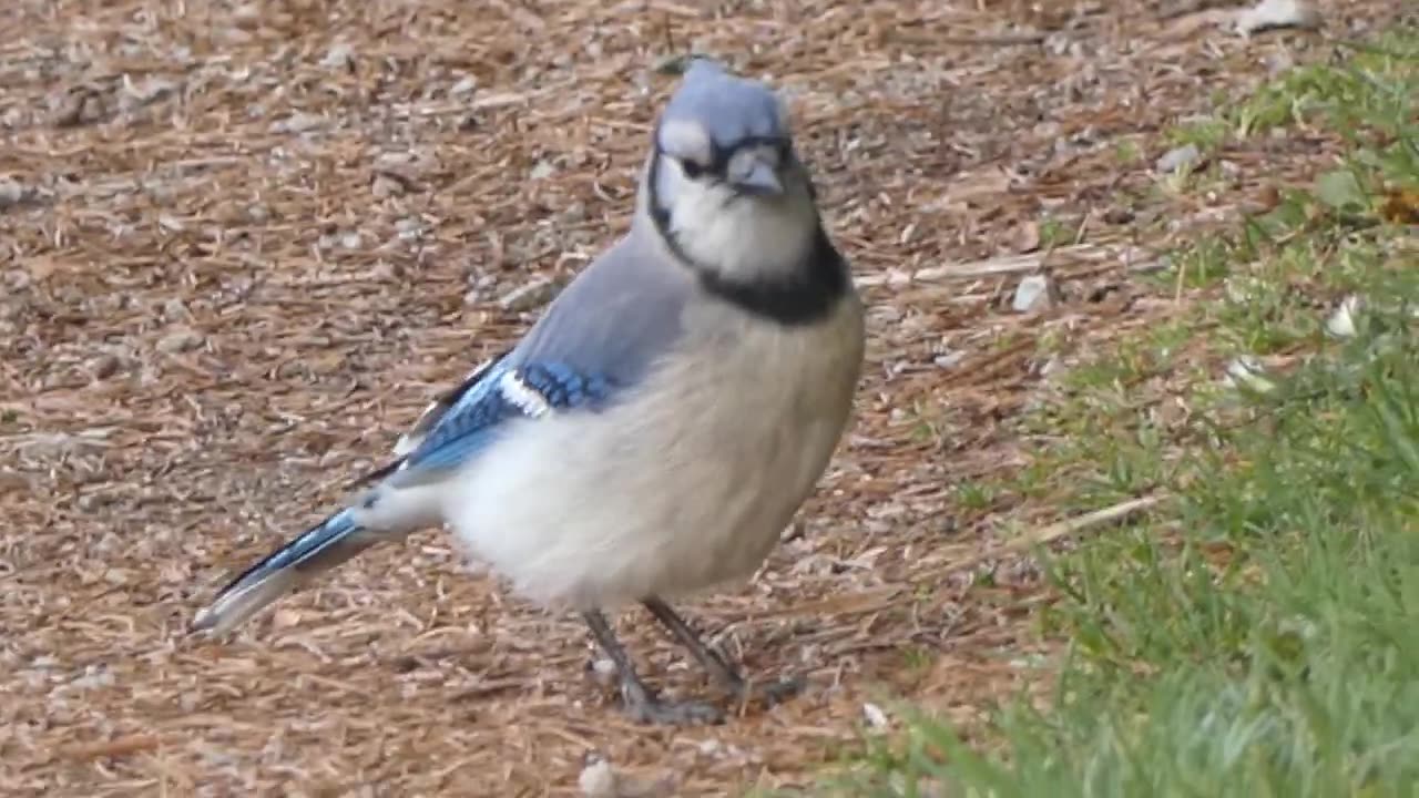 Blue Jay Feeding on ground Video