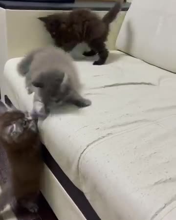 CATS will make you LAUGH YOUR HEAD OFF 😆funny cats