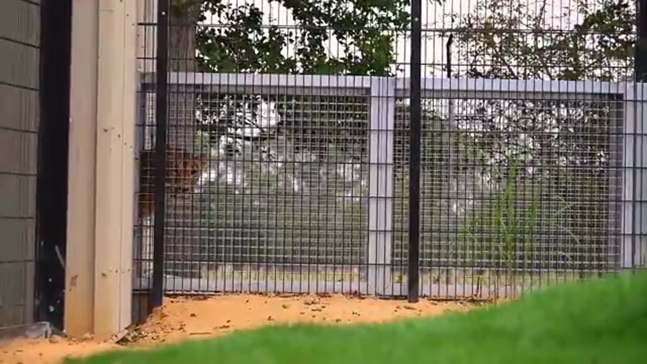 Rescued lioness Yuna steps on grass for the first time in her life…