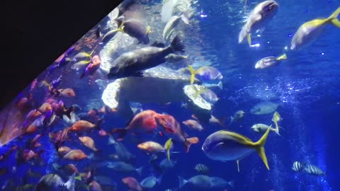 Aquarium in Japan