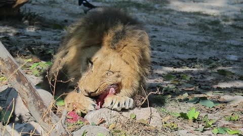 A lion eating his food