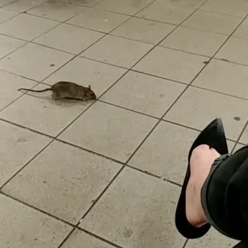 Rat walks next to woman pink purse runs away