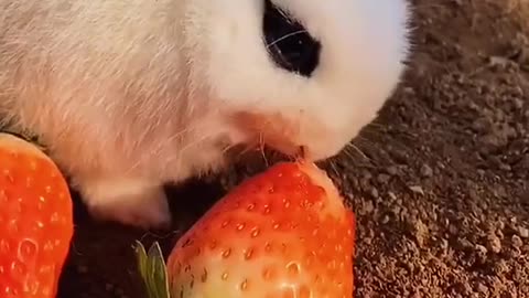 So Cute animals funny videos