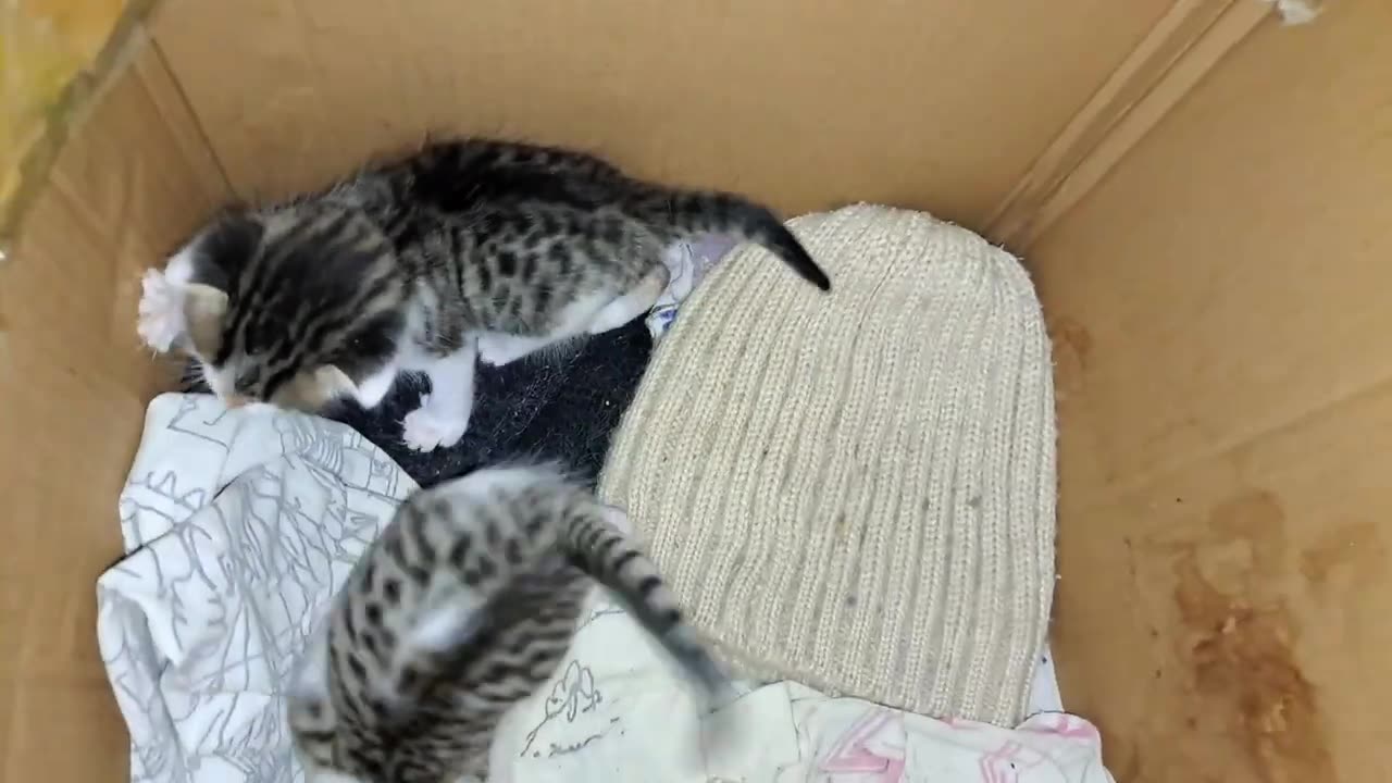 Baby kittens play. These kittens are so cute.