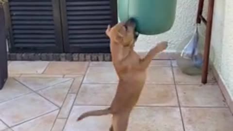 Adorable puppy joins owner during his boxing training