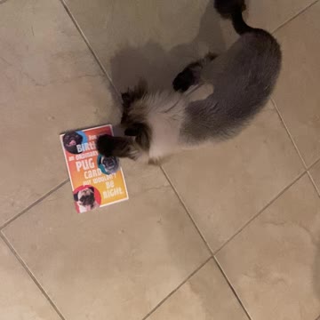 Kiki Likes To Rumble with Pugs