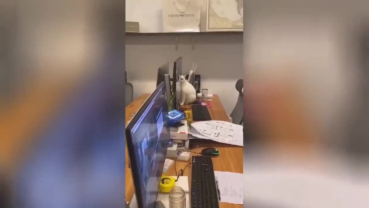 Try Not To Laugh New Funny Cats And Dog Video - MeowFunny Part 15