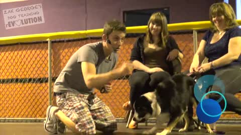 Dog Training 101: How to Train ANY DOG