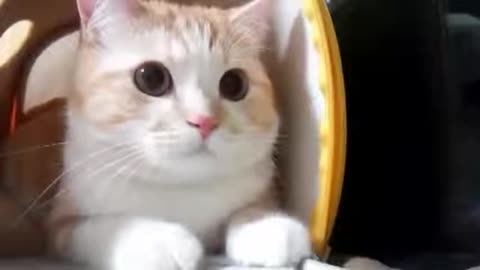 Funny Cats Funny Cat Videos Best Funny Videos Cats Compilation Most Popular YouTube