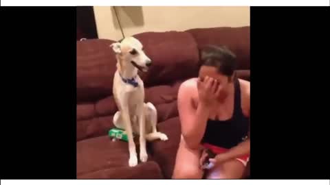2021 best funny animal video