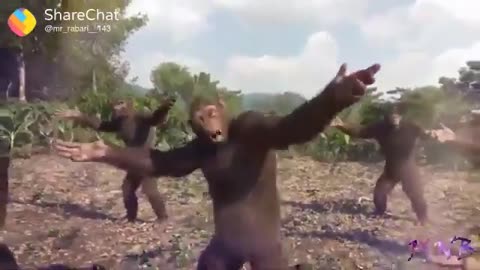 African monkey dance