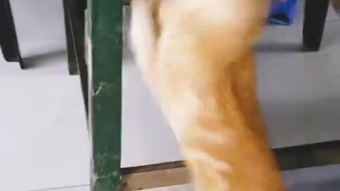 Cats Fighting seriously Why?