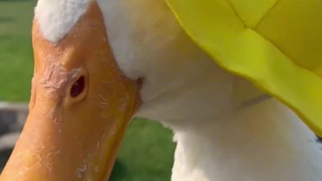 How does the little white duck feel when he puts on his cute hat?