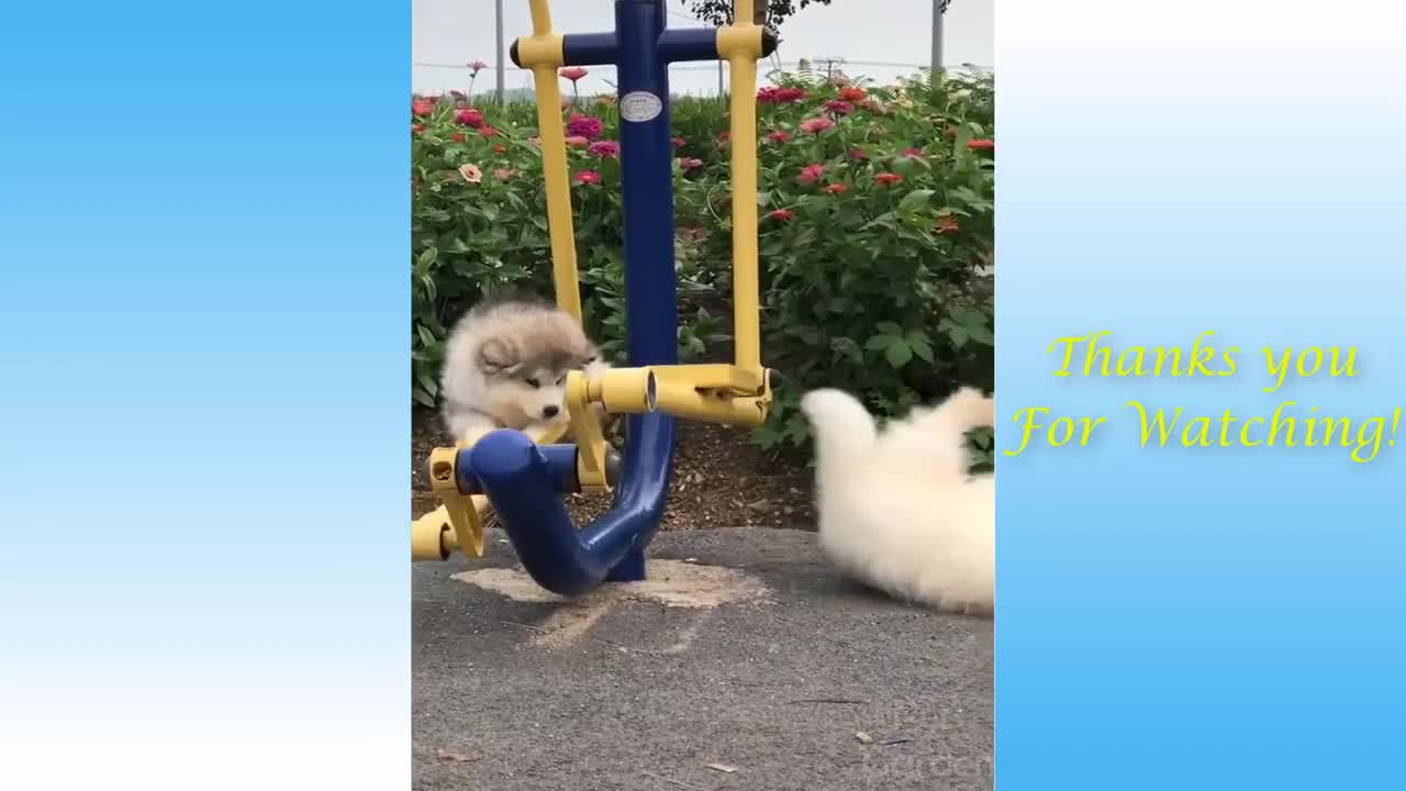 Cute cats And Funny Animals Compilation