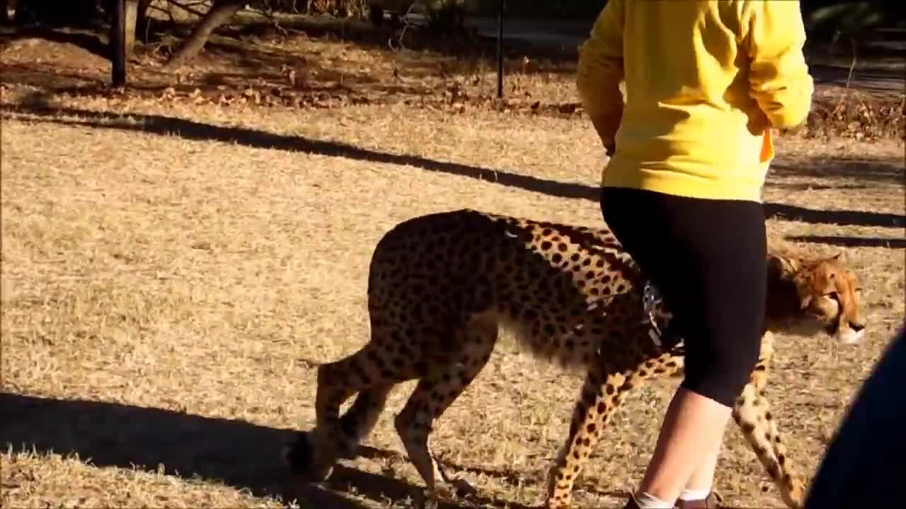 Cheetah attack girl, but thanks God she is safe