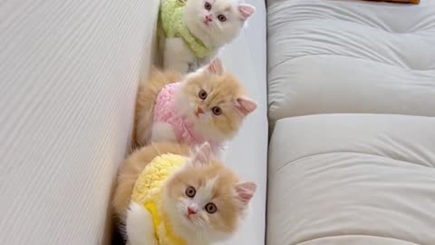 Funny animals videos
