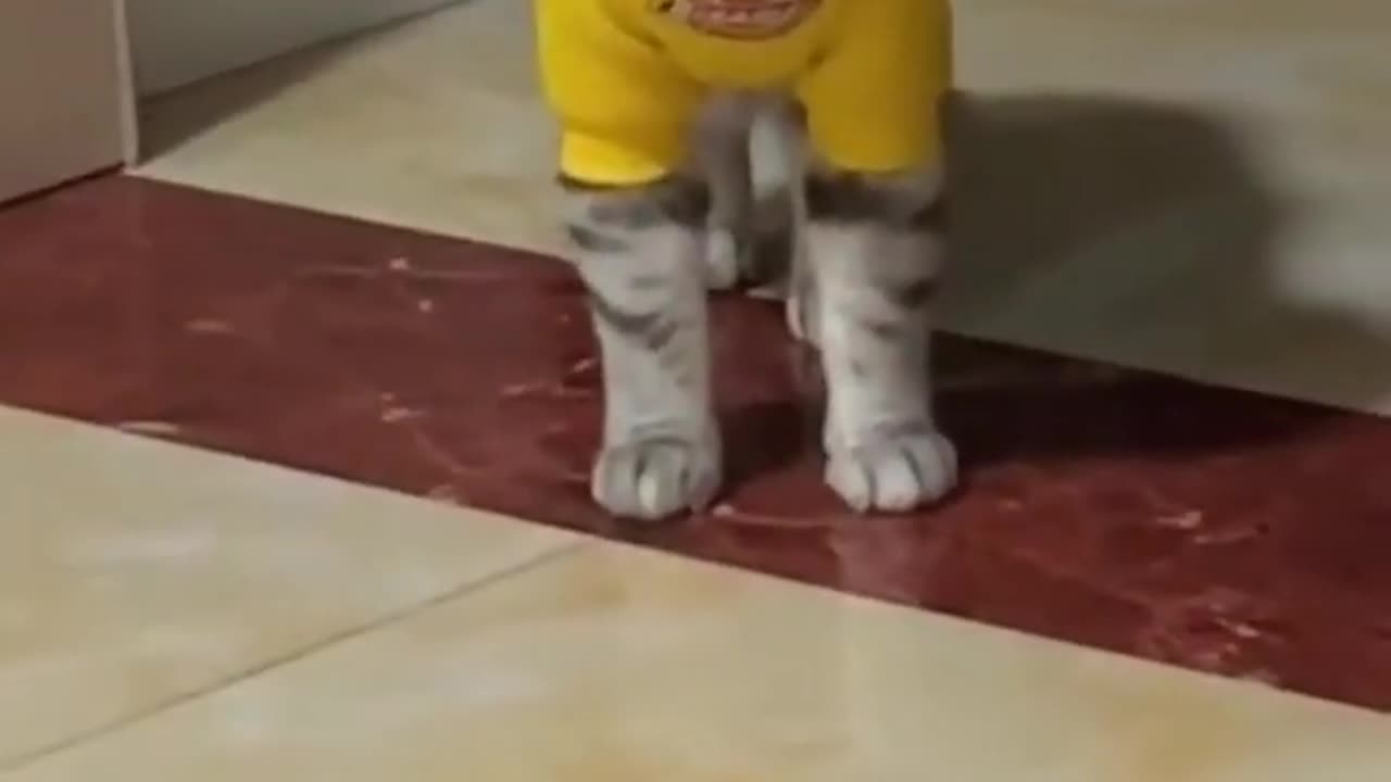 Meow Meow|Cat Calling|Funny Cat