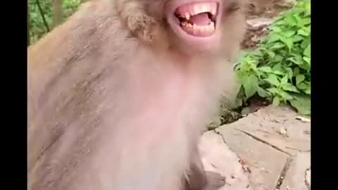 Rumble Funny Monkey