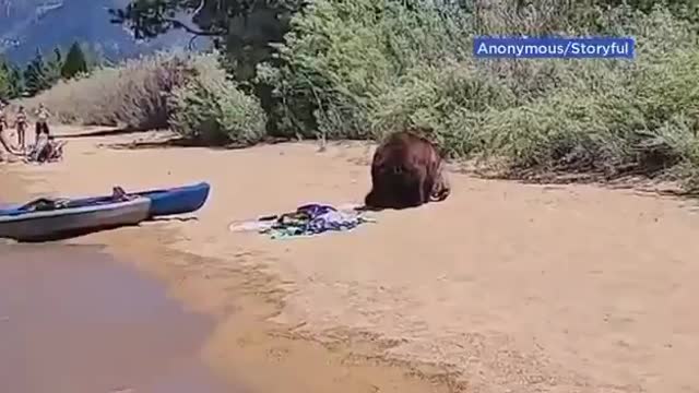 GẤU THƯỞNG THỨC ĂN TRƯA CỦA MỘT NGƯỜI TRÊN BÃI BIỂN 🇺🇸BEARS ENJOYING SOMEONE’S LUNCH ON TH BEACH 🇪🇸OSOS DISFRUTANDO DEL ALMUERZO DE ALGUIEN EN LA PLAYA 🇫🇷OURS APPRÉCIANT LE DÉJEUNER DE QUELQU'UN SUR LA PLAGE