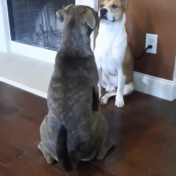 No, Says Tucker Carlson, "I won't play ."