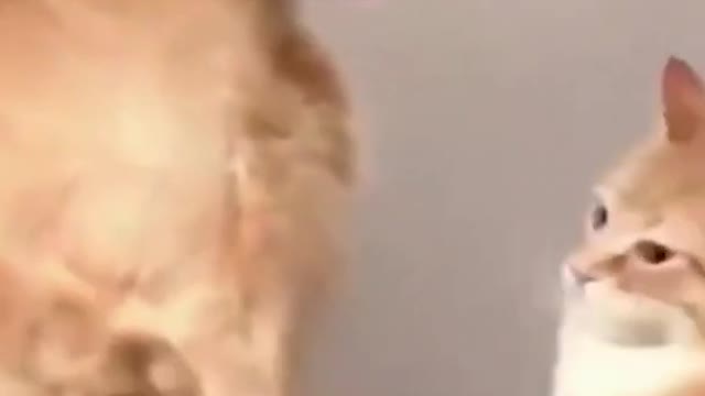 FUNNY PETS