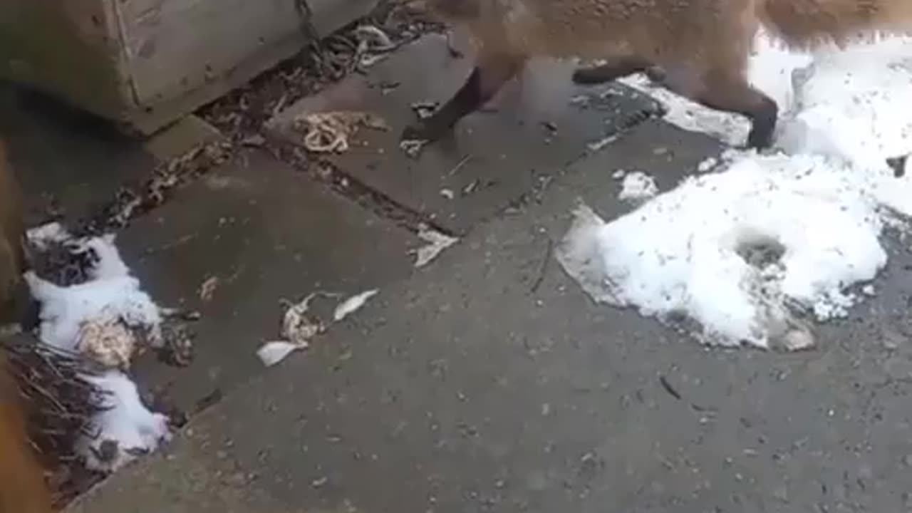 OMG!! unexpected result of the end this video