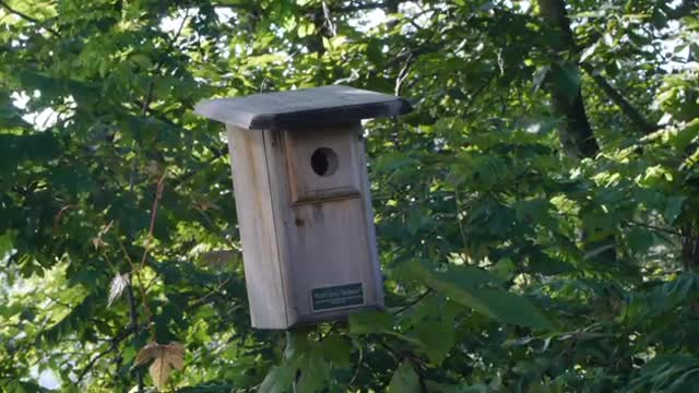 Bird house nestled among trees