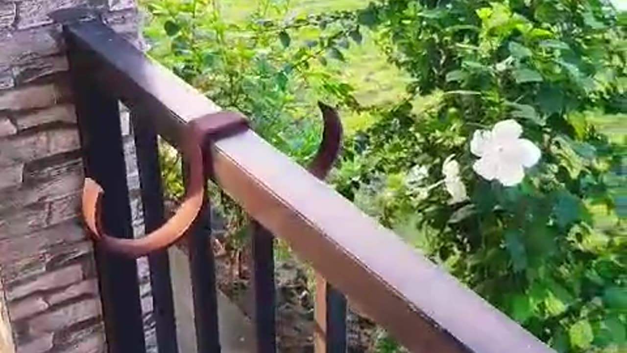 Home Improvenent -DIY Balcony Gardening