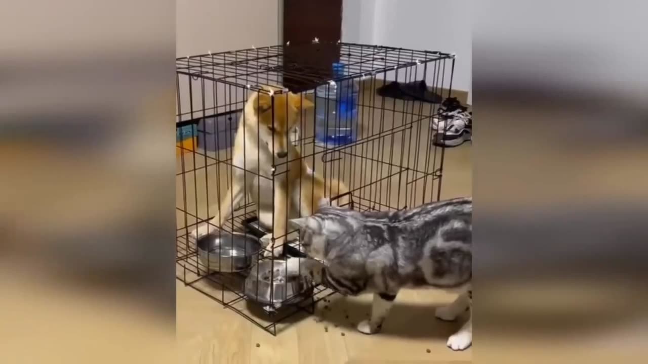 Cats and dogs very funny video 😆🤭😆.