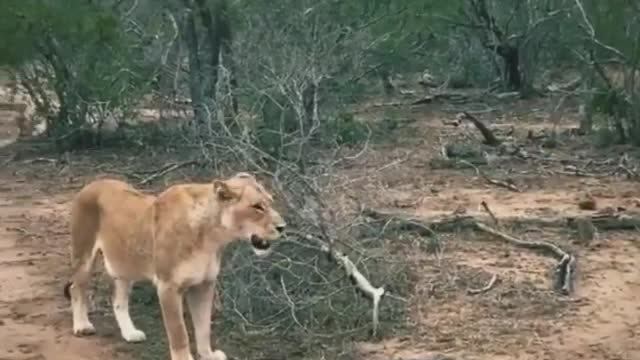 Female lion and her child walking