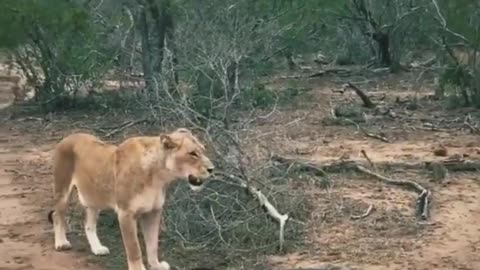 Female lion and her child walking