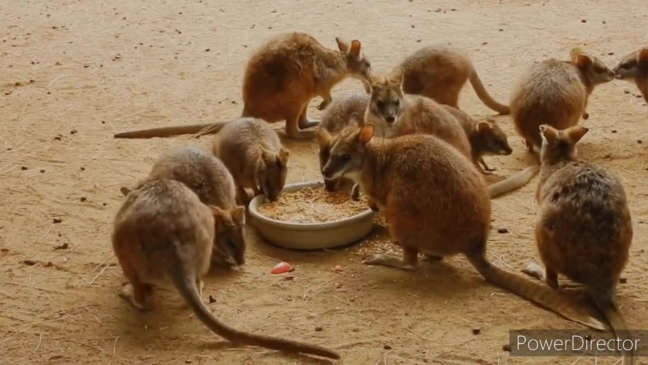 Cute 🦘kangaroos video.