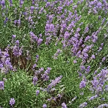 June blooming lavender