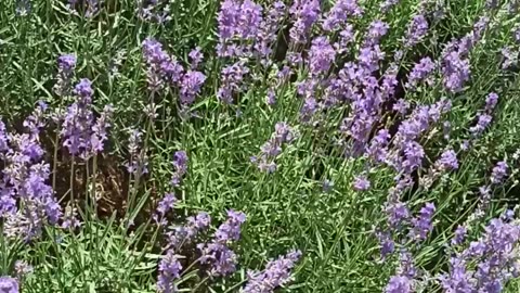 June blooming lavender