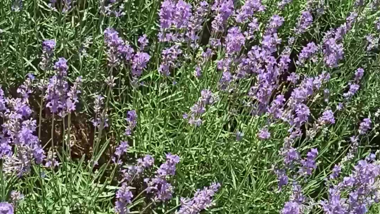 June blooming lavender