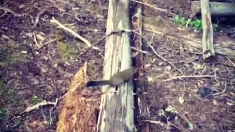 Wildlife