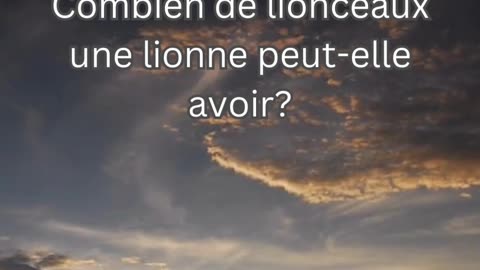 Fait sur le Lion 9 - Combien de lionceaux une lionne peut-elle avoir?
