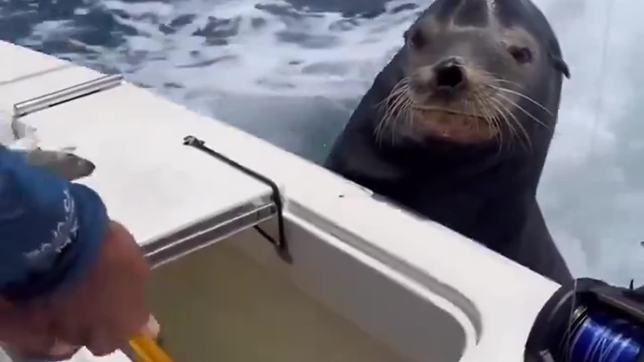 Bro is not ready to take a small one, negotiating for a big fish.