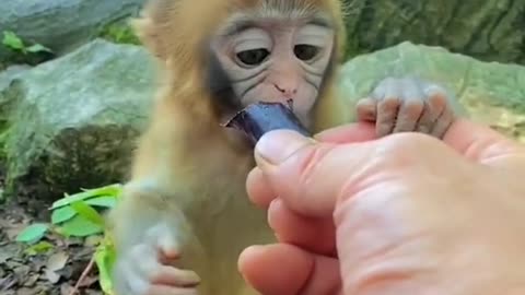 Cute baby monkey 🙊